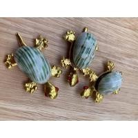 ราคา 1 ตัว เต่าทองจิ๋ว ติดเปลือกหอยโข่งเขียว ขนาด5cm เปลือกหอยแท้ (8081395358)