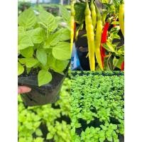 ราคา ต้นพริกกะเหรี่ยงชุดแพ็ค2ต้น/แบบกล้าเม็ด/ใน1ถุงมีหลายต้น (40222642062)