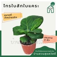 ราคา ไทรใบสักพันธุ์ใบใหญ่และพันธุ์แคระ เพาะเมล็ด (16657215555)