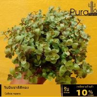 ราคา ต้นไม้อวบน้ำ กุหลาบหิน ริบบิ้นชาลีสีทอง Callisia repens #succulent #ริบบิ้นชาลี (17693953903)