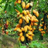 ราคา ต้นโกโก้ พันธุ์ชุมพร ( ต้นชอคโกแลต/ โกโก้ / ต้นโกโก้ชุมพร / Cacao Plant ) 999garden (12960055135)