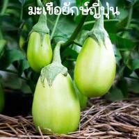 ราคา มะเขือยักษ์ญี่ปุ่นถูกที่สุด10บ.เมล็ดพันธุ์มะเขือยักษ์ญี่ปุ่น 20 เมล็ดปลูกง่ายลูกดกทานอร่อย (10584375108)