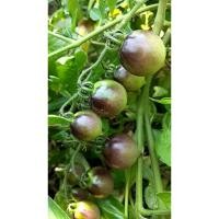 ราคา ต้นพันธุ์ มะเขือเทศดำ มะเขือเทศเชอรี่สีดำ ถุงดำพร้อมปลูก 29บาท black tomato มะเขือเทศม่วง สวนในอังกฤษปลูกมะเขือเทศสีดำ (29079936734)