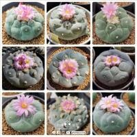 ราคา เมล็ดโลโฟ Lopho Fricii (20 seeds)​ (4962257186)
