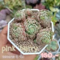 ราคา Succulent Echeveria​ Pink Berry​ ร้านใบบุญ​ กุหลาบหิน​ ไม้อวบน้ำ​ (15973891855)