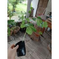 ราคา ต้นพันธฺุ์ ถั่วแปบ หูช้าง พร้อมปลูกในถุงดำ 39 บาท หมากแปบ ถั่วหนัง มะแปบ ยักษ์ (27352151414)