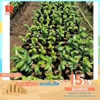 ราคา ต้น​ทุเรียน​เทศ​, ทุเรียน​น้ำ (11311746163)