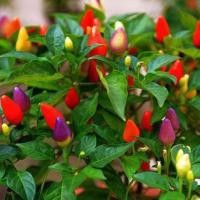 ราคา 100เมล็ด พริกสีรุ้ง เมล็ดพันธุ์พริก7สี เมล็ดพริกสีรุ้ง High Yield Rainbow Colorful Chili Pepper seed เมล็ดพันธุ์ผัก (56902143154)