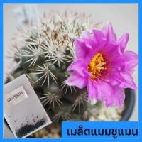 ราคา เมล็ดกระบองเพชร เมล็ดแมมชูแมน Mammillaria Schumannii เมล็ดแคคตัส (3718333937)