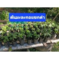 ราคา ต้นกล้ามะละกอพันธุ์แขกดำ (53657758580)