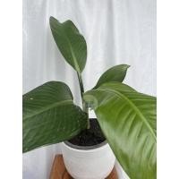 ราคา ต้นเศรษฐีวิลสัน เศรษฐีวิลสัน (14114126006)