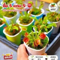 ราคา 【ซื้อ 5 แถม 5 ฟรี】100เมล็ด เมล็ดพันธุ์ กาบหอยแครง พืช​กิน​แมลง ​ กับดักงับแมลง กาบหอยแครงฟันฉลาม ต้นไม้กินแมลง (29444380055)