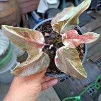 ราคา ลูกไม้ใบหอกแดง บอนสีใบหอก ใบไผ่ ลูกไม้ใบด่าง 2 (24804578967)