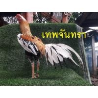 ราคา ไข่เชื้อไก่เหลืองหางขาว ไก่ชนพระนเรศวร ไก่มงคล (55956437002)