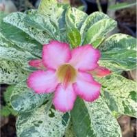 ราคา ชวนชมด่าง ชวนชมด่างหินอ่อน ดอกสีชมพู กระถางขนาด 6 นิ้ว ส่งทั้งกระถาง (11106803954)