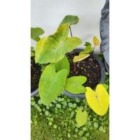 ราคา Colocasia Canary /โคโลคาเซียคานารี/บอนนกขมิ้น (22823427317)