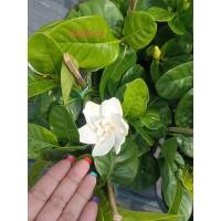 ราคา ต้นพุดทูอินวันแคระ ดอกใหญ่ ดอกดก และหอมมากๆเลยค่ะ (28432826732)