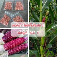 ราคา เมล็ดพันธุ์ข้าวโพดทับทิมสยาม (6429226222)