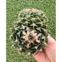 ราคา พร้อมส่งแคคตัสกลีบกระทงปาดยอดแตกกอ Obregonia denegrii (27728082588)