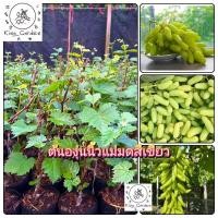 ราคา ต้นองุ่นนิ้วแม่มดสีเขียวองุ่นเสียบยอดต้นสูงประมาณ 50 ถึง 60 เซนติเมตร_nhongontayxanh (29307641826)