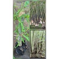 ราคา ต้นไผ่เลี้ยงน้องหรือต้นไผ่เลี้ยงหวาน หน่อออกตลอดทั้งปี สูง 50-60ซ.ม ต้นพร้อมปลูก (5847910788)