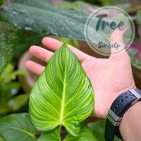 ราคา เสน่ห์จันทร์ขาว ต้นเล็ก กระถาง 4” (ต้นแม่กลาย) (12164098076)