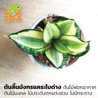 ราคา ต้นลิ้นมังกรแคระใบด่าง ต้นไม้ฟอกอากาศ ต้นไม้มงคล ไม้ประดับตกแต่งบ้าน ไม่มีกระถาง (7841633369)