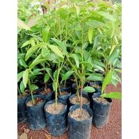 ราคา ต้นมันปู กิ่งตอน พร้อมปลูก (42528602406)