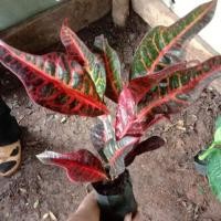 ราคา ต้นโกสนสาวเชียงใหม่ โกสนใบส้ม โกสนเกลียวทอง (5965208561)