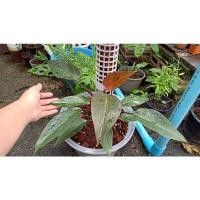 ราคา philodendron pink princess พิงค์ปริ๊นเซส (11947142548)