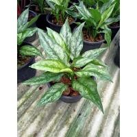 ราคา ต้นเศรษฐีพันล้าน กระถาง 11 นิ้ว (8469038897)