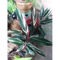 ราคา ต้นคล้าเงิน คล้าทอง (8781943073)