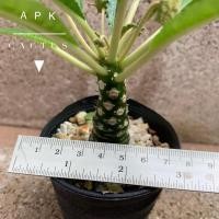 ราคา มะพร้าวทะเลทราย (Dorstenia) (10540448537)