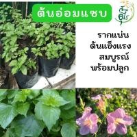 ราคา ต้นอ่อมแซบ ชุด 3 ต้น เบญจรงค์5สี รากเดินแข็งแรง พร้อมปลูก ต้นตำลึงหวาน ผักพื้นบ้าน ผักสวนครัว สมุนไพร (46356398079)