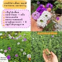 ราคา ต้นกล้าเวอร์บีน่าเลื้อย/เวอร์บีน่าเซเรนิตี้-ดอกไม้กินได้อายุยืนยาว (29685919823)