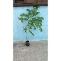 ราคา มะยมเปรี้ยวลูกใหญ่ส่งต้นสูง 75-80 ซม. (57756321998)