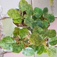 ราคา มะพร้าวทะเลทรายด่างใบกลมด่างทุกใบ (10423870300)