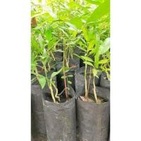 ราคา ผักหวานป่า ต้นกล้าแข็งแรงพร้อมปลูก (24870794112)