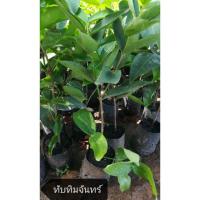 ราคา กิ่งตอนชมพู่ทับทิมจันทร์(40ซม.) (5600312972)