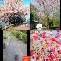 ราคา (1ต้น สูง 60cm )ต้น เพาะจากเมล็ด กัลปพฤกษ์ ต้นกัลปพฤกษ์ กานล์เปลือกขม กาลพฤกษ์ ดอก สีชมพู / นาวิน (19989497129)