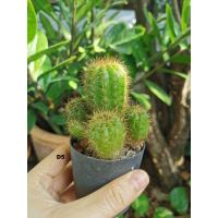 ราคา แคคตัสดาวล้อมเดือน หนามแดง ต้นกระบองเพชรราคาถูก (ไซต์ M-L) (10280703965)
