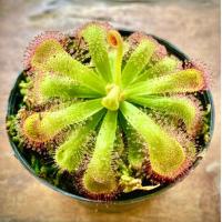 ราคา หยาดน้ำค้าง Drosera venusta พืชกินแมลง (23189086197)