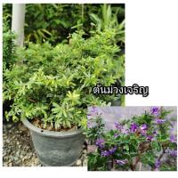 ราคา ต้น ม่วงเจริญ​ใบแคระ (11437500326)