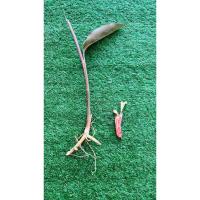 ราคา ว่านดอกทองเขมร 1แถม1(ต้นแถมดอก) ว่านราคะ ว่านมหาเสน่ห์ ว่านดอกทอง ดอกทองแท้ ว่านรากราคะ (27485407583)