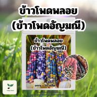 ราคา เมล็ดข้าวโพดพลอยหรือข้าวโพดอัญมณี บรรจุ 30 เมล็ด เมล็ดพันธุ์ผัก เมล็ดพันธุ์พืช ปลูกผักสวนครัว ปลูกผักกินเอง (27518824408)