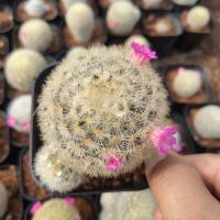 ราคา [ถูกสุด] Cactus แมมขนนกเหลือง ดอกแดง ไม้เมล็ด กระบองเพชร แคคตัส (4170319169)