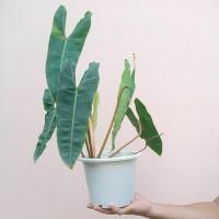 ราคา ฟิโลเดนดรอนก้านส้ม Philodendron billietiae  (23424916766)