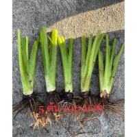 ราคา 5ต้น100฿ 5ต้น บอนกระดาดยักษ์ ต้นบอลกระดาษยักษ์ #ต้นบอนกระดาด หายากมาก (25218756798)