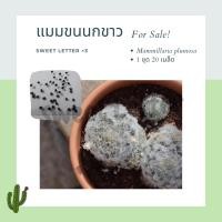 ราคา เมล็ด แมมขนนกขาว Mammillaria plumosa แคคตัส กระบองเพชร 20 เมล็ด Sweet Letter (7587263114)