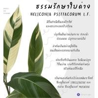 ราคา เฮลิโคเนีย เฮลิโคเนียด่าง ธรรมรักษาใบด่าง ราคาถูก (11058323388)